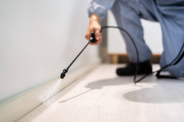 Licensed Wasp Removal service in Mangonia Park, FL - Show Me Pest Control